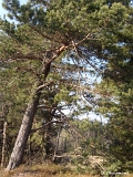 Les pins profitent à la fois du sol gréseux et du positionnement au sud